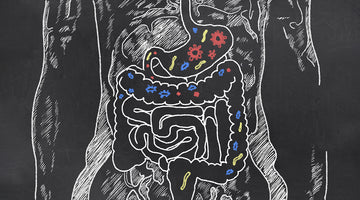 Diagram of your Gut